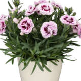 Carnation Dinamic Purple And White Carnation Dinamic Purple And White