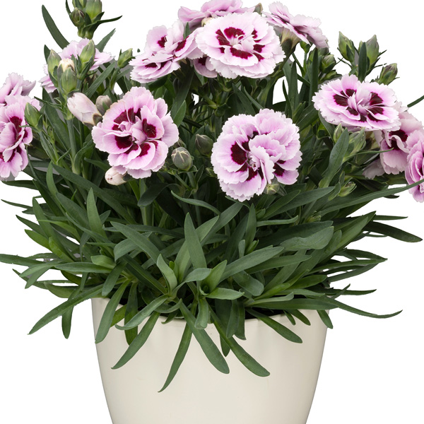 Carnation Dinamic Purple And White Carnation Dinamic Purple And White