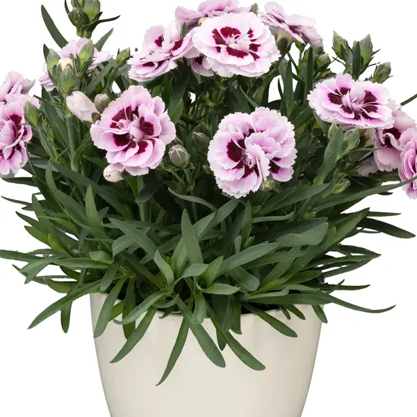 Carnation Dinamic Purple And White Carnation Dinamic Purple And White