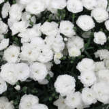 Carnation Dinamic White Carnation Dinamic White