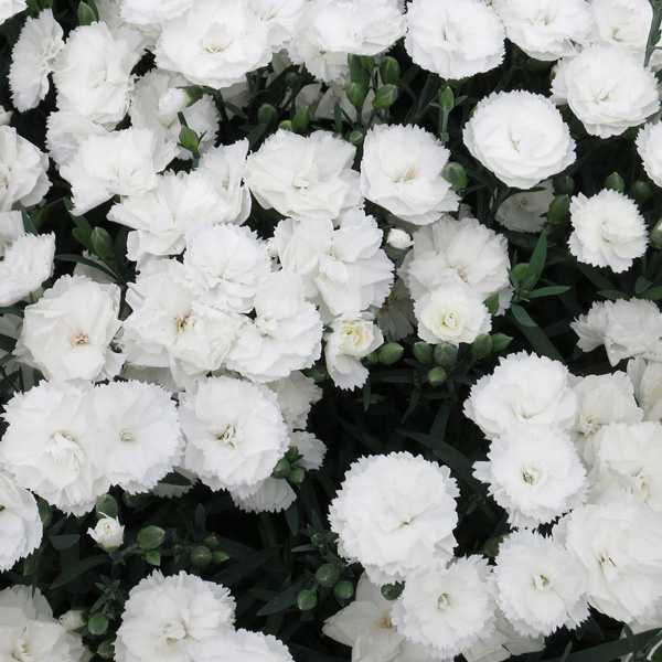 Carnation Dinamic White Carnation Dinamic White
