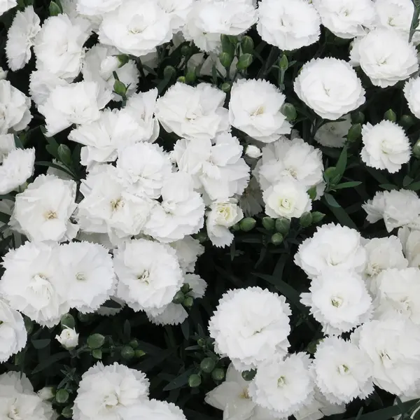 Carnation Dinamic White Carnation Dinamic White