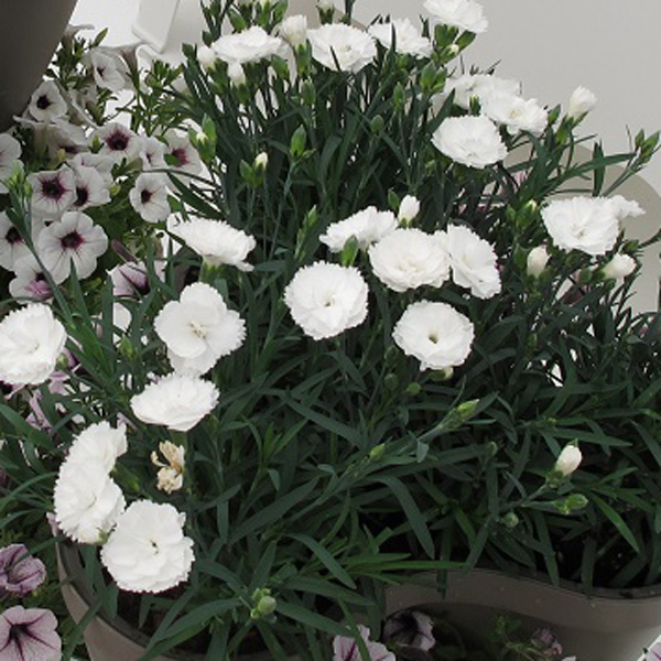 Carnation Dinamic White Carnation Dinamic White