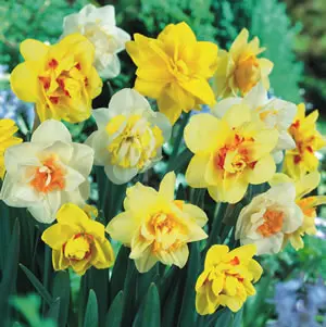Daffodil Double Mixed – Pre-Order Daffodil Double Mixed – Pre-Order
