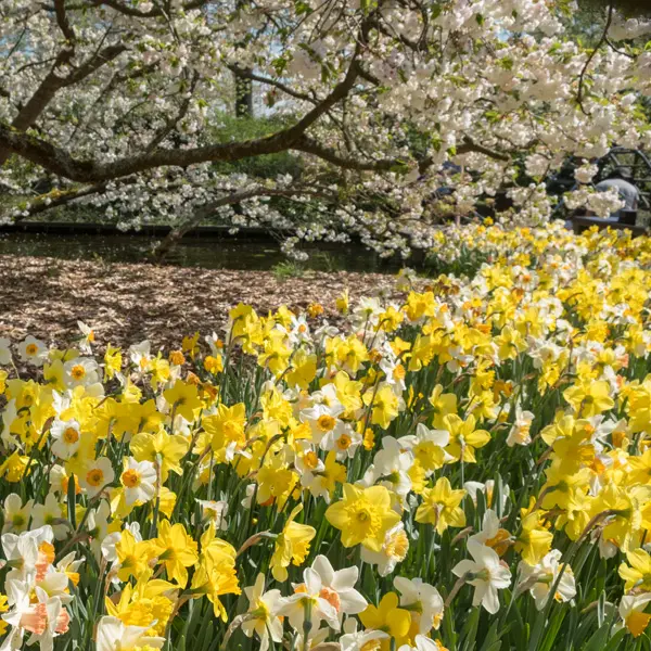Daffodil Mixed – Pre-Order