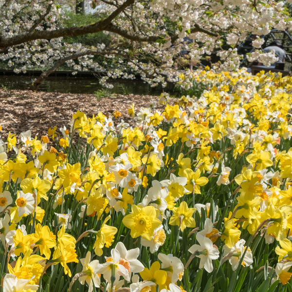 Daffodil Mixed – Pre-Order Daffodil Mixed – Pre-Order