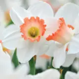 Daffodil Pink Charm Daffodil Pink Charm