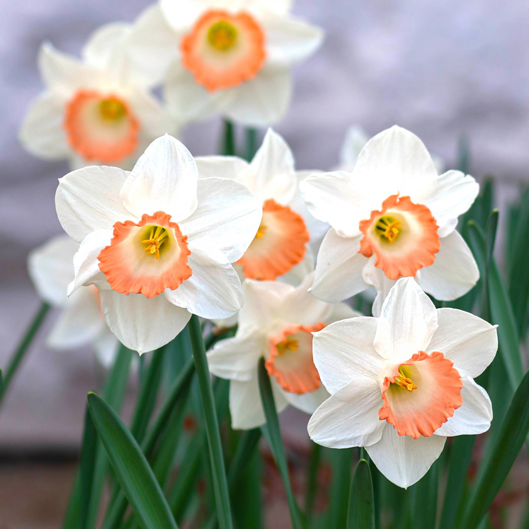Daffodil Pink Charm Daffodil Pink Charm