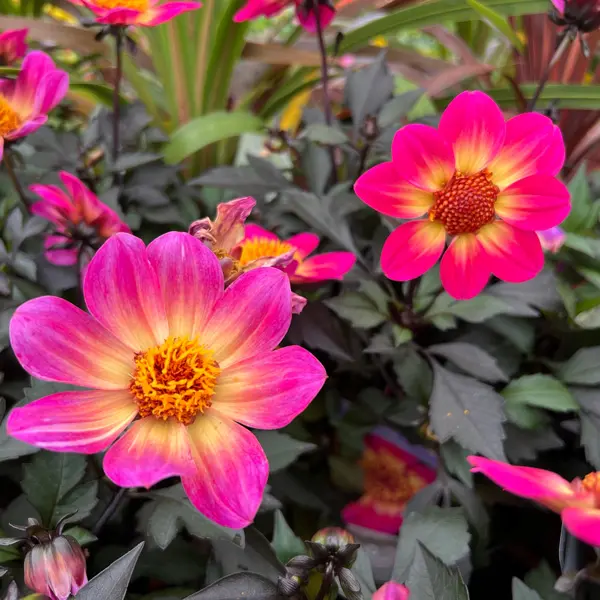 Dahlia Happy Days Halo Dahlia Happy Days Halo