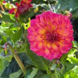 Dahlia Lubega Power Tropical Punch - Garden Express Australia