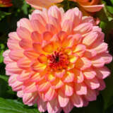 Dahlia Lubega Power Tropical Punch Dahlia Lubega Power Tropical Punch