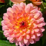 Dahlia Lubega Power Tropical Punch Dahlia Lubega Power Tropical Punch