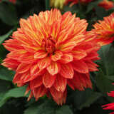 Dahlia Xxl Tabasco Dahlia Xxl Tabasco