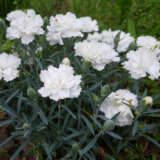 Dianthus Mrs Sinkins White Dianthus Mrs Sinkins White