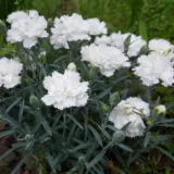 Dianthus Mrs Sinkins White P68diamsw - Garden Express Australia