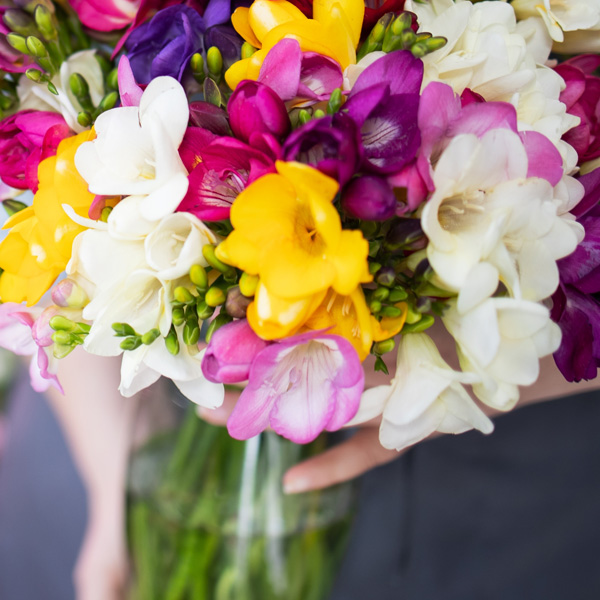 Freesia Giant Mixed – Pre-Order Freesia Giant Mixed – Pre-Order