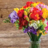 Freesia Giant Mixed – Pre-Order Freesia Giant Mixed – Pre-Order