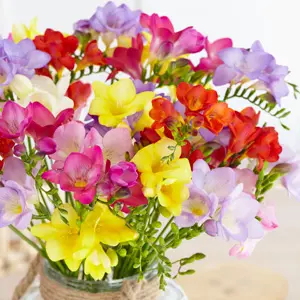 Freesia Hadeco Mixed – Pre-Order