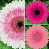 Gerbera Ruffled Pink Collection Gerbera Ruffled Pink Collection