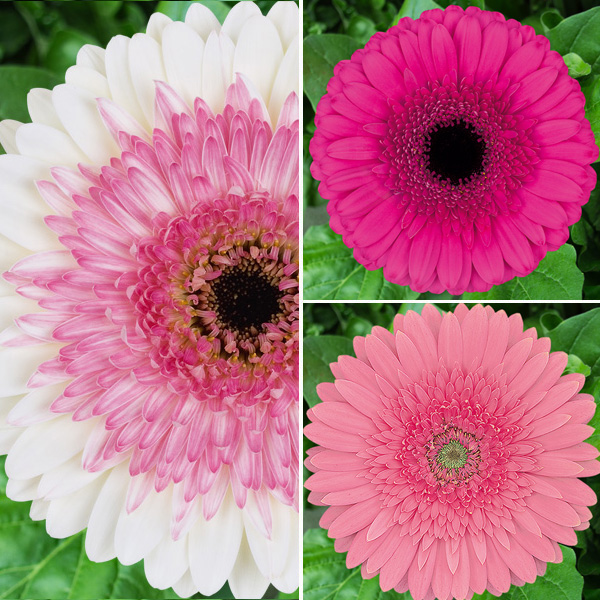 Gerbera Ruffled Pink Collection Gerbera Ruffled Pink Collection