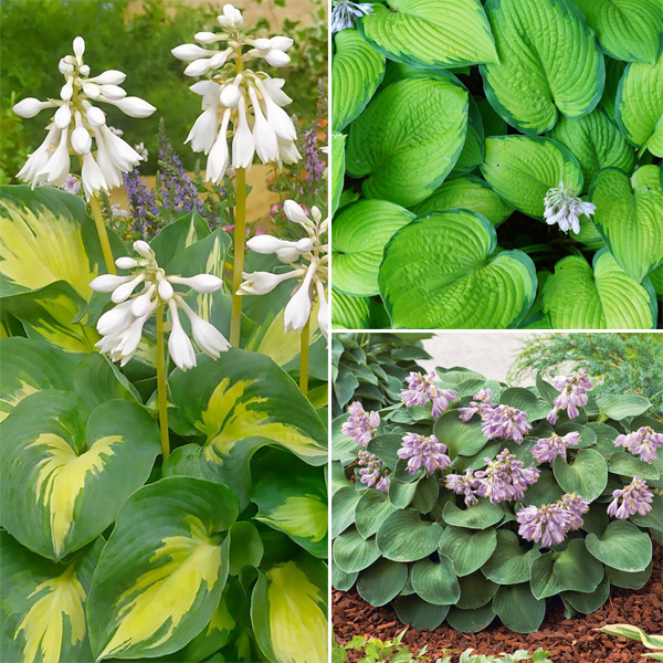 Hosta Trio 2