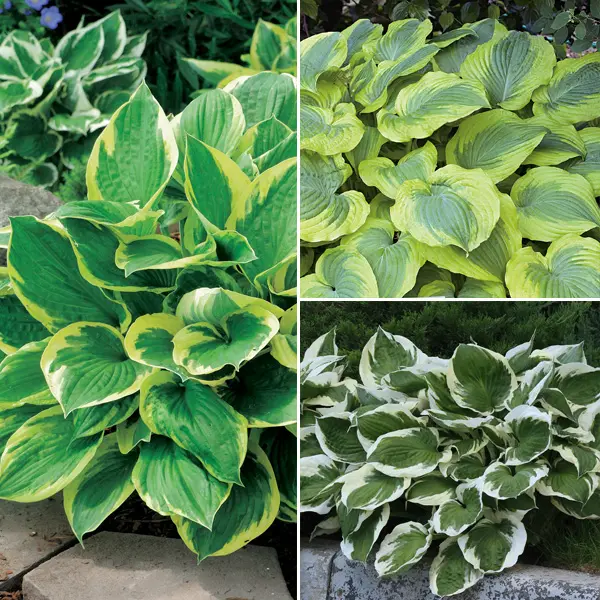 Hosta Trio Hosta Trio