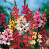 Ixia Mixed – Pre-Order Ixia Mixed – Pre-Order