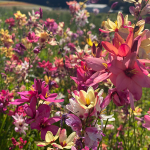Ixia Mixed – Pre-Order Ixia Mixed – Pre-Order