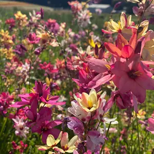 Ixia Mixed – Pre-Order