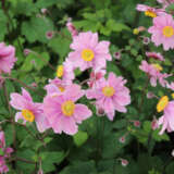 Japanese Windflower- Anemone Serenade Japanese Windflower- Anemone Serenade