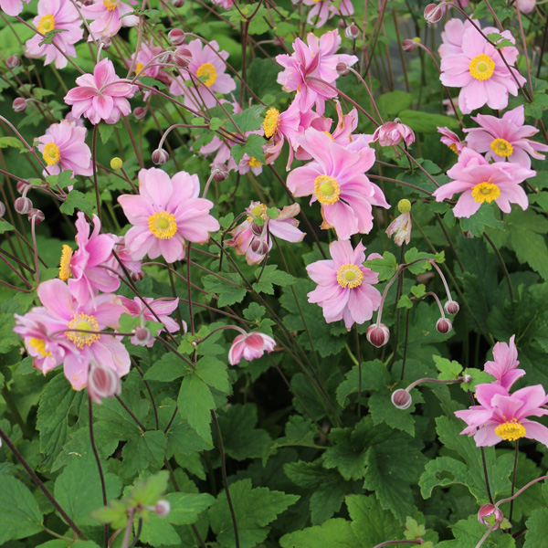 Japanese Windflower- Anemone Serenade Japanese Windflower- Anemone Serenade