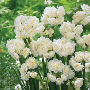 Jonquil Erlicheer – Pre-Order Jonquil Erlicheer – Pre-Order