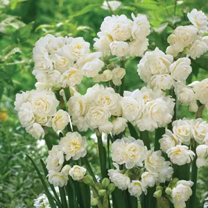 Jonquil Erlicheer – Pre-Order