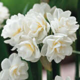 Jonquil Erlicheer – Pre-Order Jonquil Erlicheer – Pre-Order