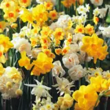 Jonquil Mixed – Pre-Order Jonquil Mixed – Pre-Order