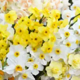 Jonquil Mixed – Pre-Order Jonquil Mixed – Pre-Order