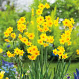 Jonquil Soliel Dor – Pre-Order Jonquil Soliel Dor – Pre-Order