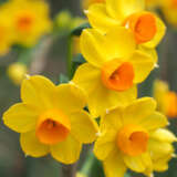 Jonquil Soliel Dor – Pre-Order Jonquil Soliel Dor – Pre-Order