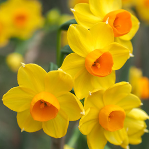 Jonquil Soliel Dor – Pre-Order Jonquil Soliel Dor – Pre-Order
