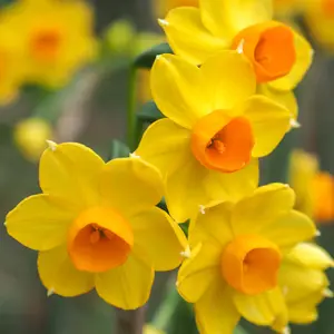 Jonquil Soliel Dor – Pre-Order Jonquil Soliel Dor – Pre-Order