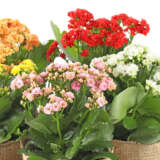 Kalanchoe Triple Treat Kalanchoe Triple Treat