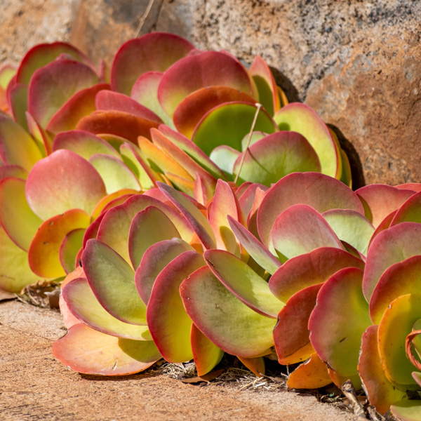 Kalanchoe Bronze Sculpture
