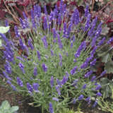Lavender Out Of The Blue Aromatico Blue Lavender Out Of The Blue Aromatico Blue