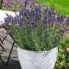 Lavender Varieties For Bee-Friendly Borders Lavender Aromatico Blue P10lavabl - Garden Express Australia