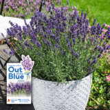 Lavender Out Of The Blue Aromatico Blue Lavender Out Of The Blue Aromatico Blue