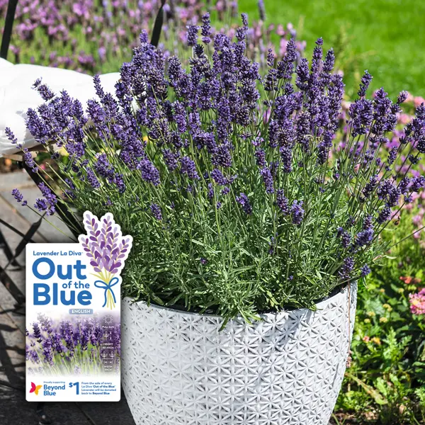 Lavender Out Of The Blue Aromatico Blue