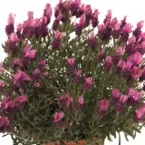 Lavender Out Of The Blue La Diva Deep Rose Lavender Out Of The Blue La Diva Deep Rose