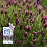 Lavender Out Of The Blue La Diva Deep Rose Lavender Out Of The Blue La Diva Deep Rose