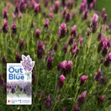 Lavender Out Of The Blue La Diva Deep Rose Lavender Out Of The Blue La Diva Deep Rose