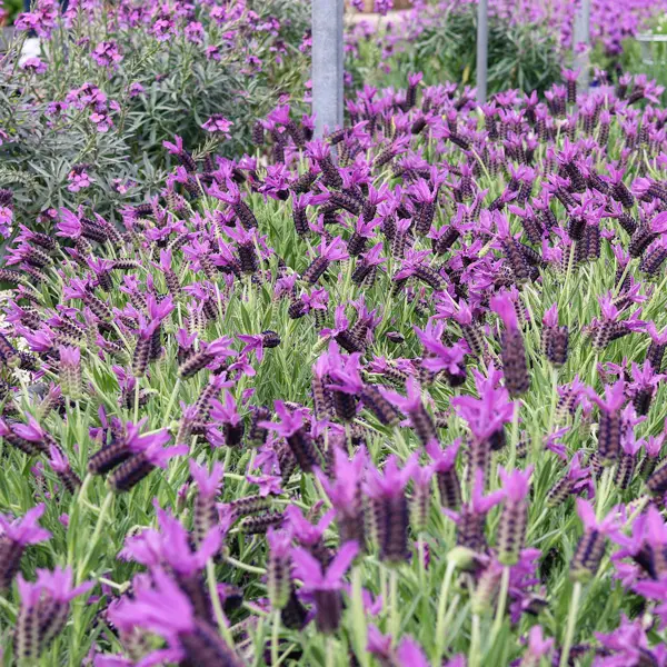 Lavender Out Of The Blue La Diva Purple Lavender Out Of The Blue La Diva Purple